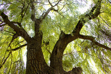 Willow. Fabulous spreading tree. To the height of the sky. The tranquility of nature. A cozy place to relax.