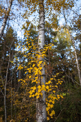 leavs turning into their fall colors.