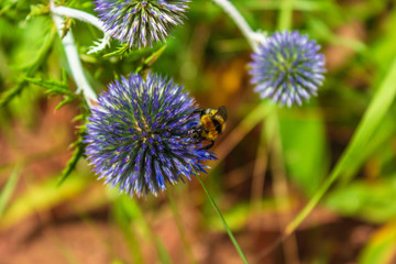 bumblebee on a blue flower Eryngium - 296466301