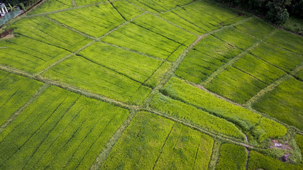 Ariel view of a Paddy Field of Sri Lanka