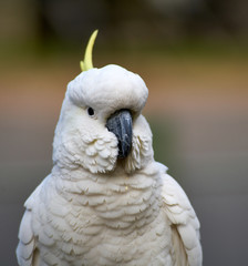 portrait of a cockatoo