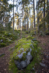 Stone covered in moss with the woods behind.