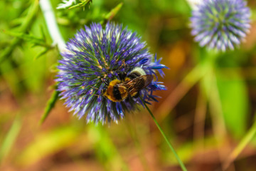 bumblebee on a blue flower Eryngium - 296466343