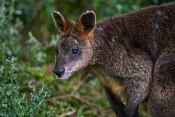 Wallaby in the wild