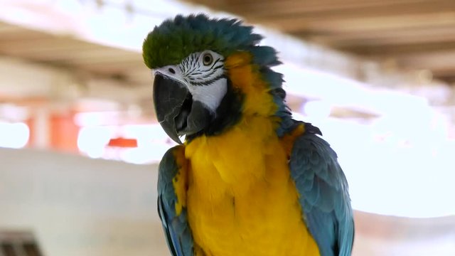 Blue yellow macaw (or Arara) bristled when he noticed camera looking at him 4k