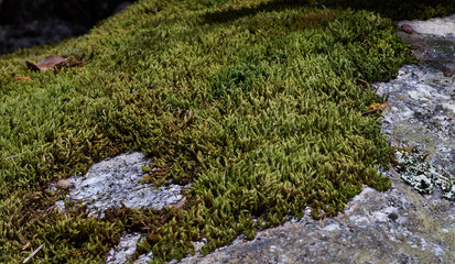 moss on stone