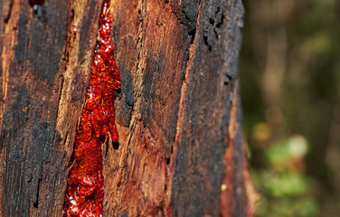 Sappy bark of a tree