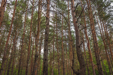 Pine forest - 296466711
