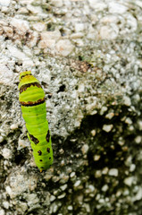 Swallowtail Butterfly Larva On Wall