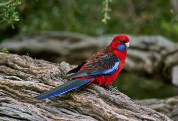 Rosella on a branch