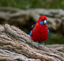 Rosella in a tree