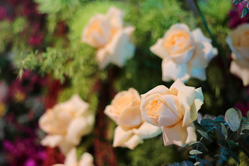 Close up white roses in garden background