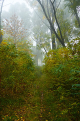Golden autumn in foggy park. Foggy fall Forest 