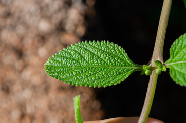 Single Cullun Mint Leaf