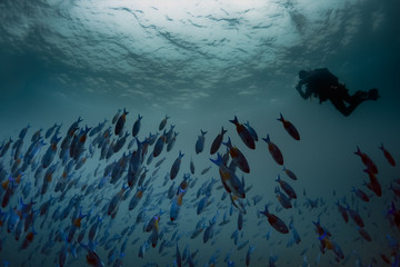 Large schools of colorful Creole Wrasse are abundant in the beautiful blue waters of the Caribbean off the island of Grenada.