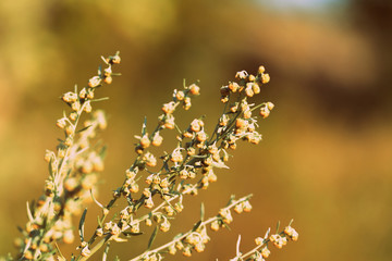 Wormwood on the summer field on a sunny day close-up. Retro style toned