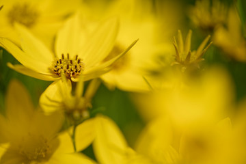 großblumiges Mädchenauge