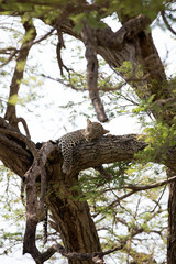 Fototapeta na wymiar A leopard (Panthera pardus) resting in the late afternoon - Tanzania 