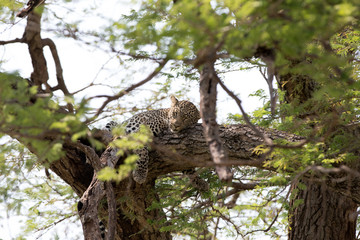 A leopard (Panthera pardus) resting in the late afternoon - Tanzania	