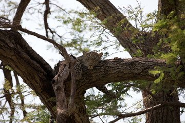 A leopard (Panthera pardus) resting in the late afternoon - Tanzania	