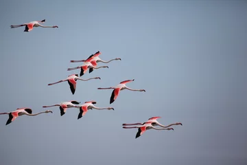 Gardinen Flamingos © Mipa Photo