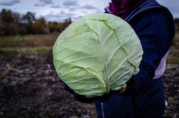 Fototapeta na wymiar Farmer collects autumn harvest cabbage in the field. Picking cabbage in the countryside.