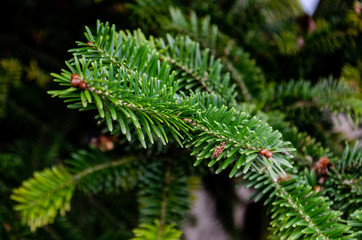 Fresh green pine branches closeup. Pine branch in the fall.