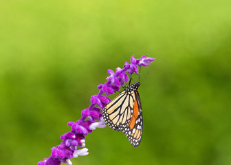 Close up one Monarch butterfly drinking nectar from purple Mexican Sage flowers, shallow depth of field.
