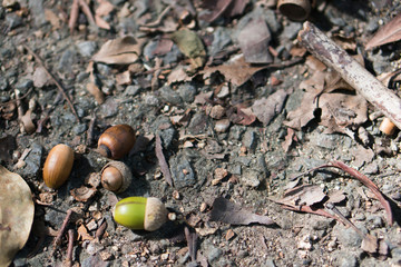 Acorns and Fallen Leaves in Autumn.