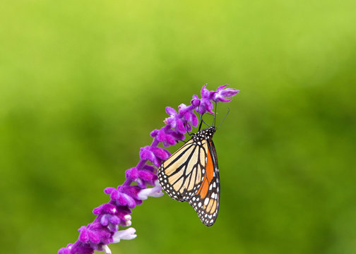 Close up one Monarch butterfly drinking nectar from purple Mexican Sage flowers, shallow depth of field.