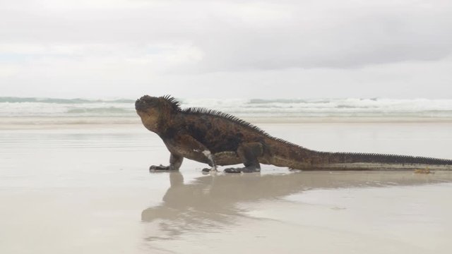 Galapagos Islands. Marine Iguana walking on Tortuga bay. Male Marine iguana on beach on Santa Cruz Island, Galapagos Islands. Animals, wildlife and beautiful nature landscape in Ecuador, South America