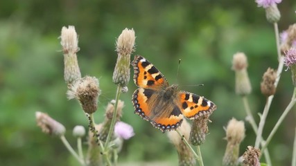  Butterfly urticaria on a flower of Cirsium field eats nectar.