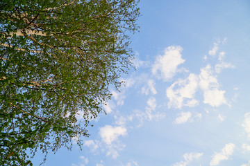 Tree branches against the blue sky with white clouds on a sunny day