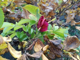 Rosehips flower on sunny autumn day