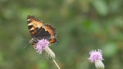  Butterfly urticaria on a flower of Cirsium field.