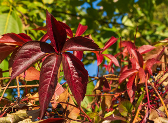 wilder Wein hat sich rot gefärbt