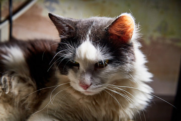 Black and white pet cat with long mustaches lying and resting in a secluded place in the room