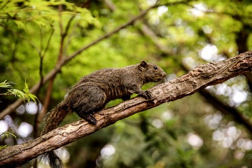 The brown squirrel is climbing a tree.