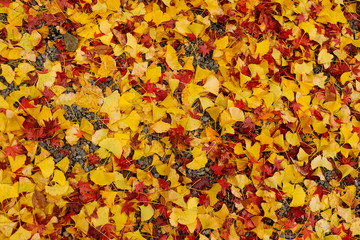 Red and Yellow autumn leaves on ground
