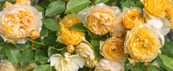 Blooming yellow rose in the garden on a sunny day. Roses Banner