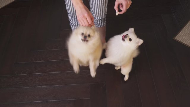 A top view of a woman training her Pomeranian dogs. Dancing dog. Training pets concept