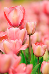 Naklejka premium Tulpen