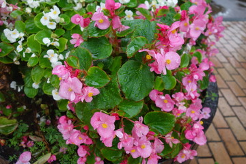雨に濡れたピンクのベゴニア