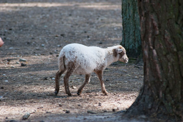 White fluffy sheep on a farm