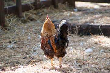 Rooster walking on hay in farmyard. Back of rooster