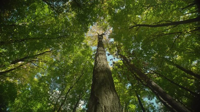 Static wide-angle view looking up the trunk of a tree with yellow leaves during autumn