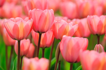 Tulpen