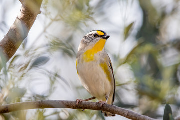 Striated Pardalote in Australia