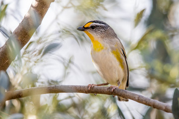 Striated Pardalote in Australia