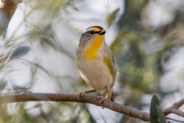 Striated Pardalote in Australia